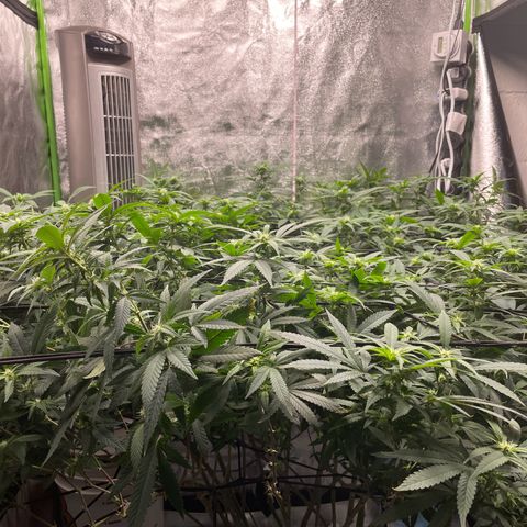 Blue Dream growlog photo: Did some light LST with the top SCROG to open up the center. Seeing a little bit of nutrient burn in the tips