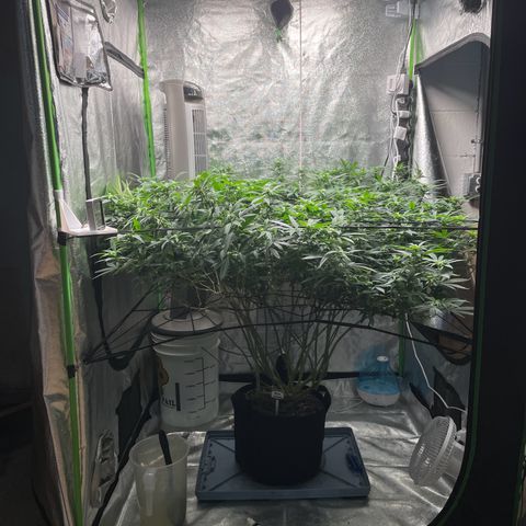 Blue Dream growlog photo: Did some light LST with the top SCROG to open up the center. Seeing a little bit of nutrient burn in the tips