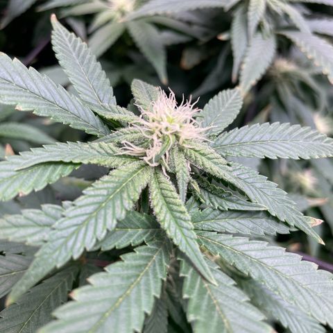 Blue Dream growlog photo: We officially have trichromes. Luckily, she was due for her 4 week flush because she was showing a bit of nutrient burn