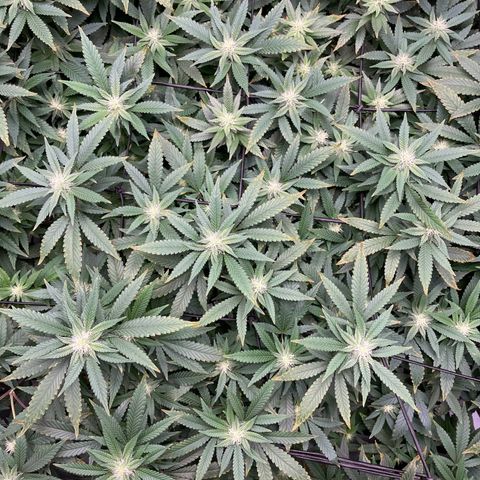Blue Dream growlog photo: We officially have trichromes. Luckily, she was due for her 4 week flush because she was showing a bit of nutrient burn