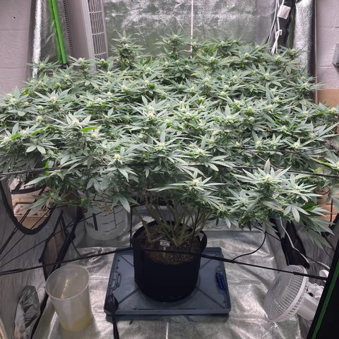 Blue Dream growlog photo: We officially have trichromes. Luckily, she was due for her 4 week flush because she was showing a bit of nutrient burn