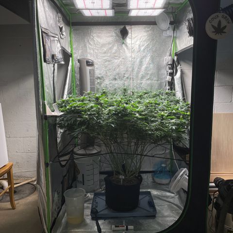 Blue Dream growlog photo: We officially have trichromes. Luckily, she was due for her 4 week flush because she was showing a bit of nutrient burn