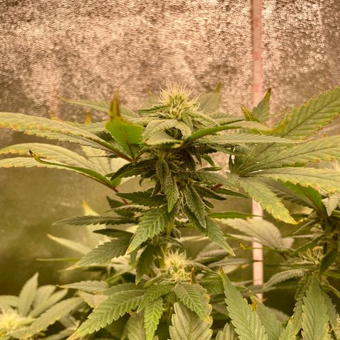 Blue Dream growlog photo: Still recovering from the nute burn. Everything is still looking great otherwise