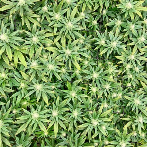 Blue Dream growlog photo: Still recovering from the nute burn. Everything is still looking great otherwise