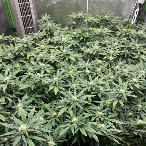 Blue Dream growlog photo: Still recovering from the nute burn. Everything is still looking great otherwise