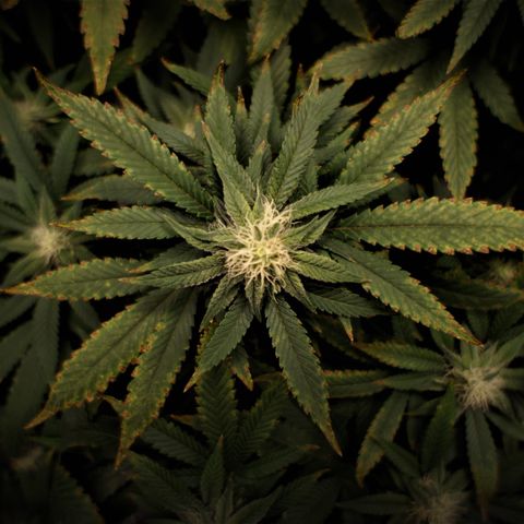 Blue Dream growlog timeline photo