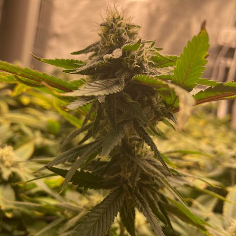 Blue Dream growlog photo: I always have nutrient burn/deficiency issues during the week 4-6 range. I’ll have to focus on this issue on the next grow. But otherwise, still packing on some size