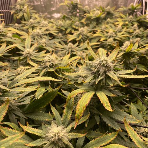Blue Dream growlog photo: I always have nutrient burn/deficiency issues during the week 4-6 range. I’ll have to focus on this issue on the next grow. But otherwise, still packing on some size
