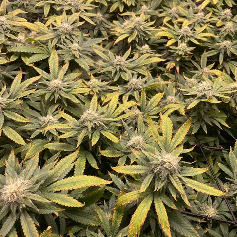 Blue Dream growlog photo: I always have nutrient burn/deficiency issues during the week 4-6 range. I’ll have to focus on this issue on the next grow. But otherwise, still packing on some size