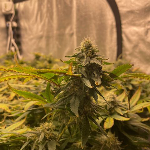 Blue Dream growlog photo: She starting to put on some weight but I’m still having nutrient issues. Pretty sure she’s underfed 