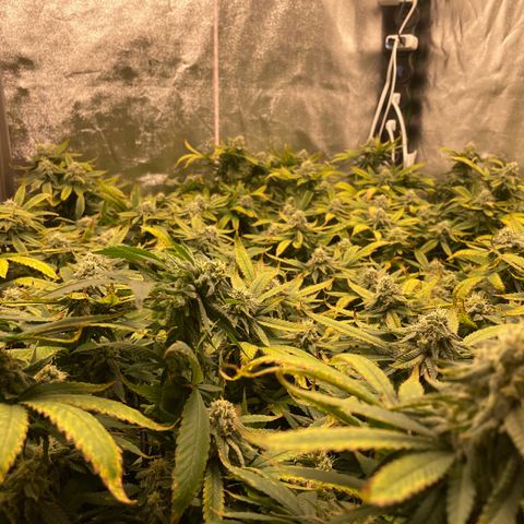 Blue Dream growlog photo: She starting to put on some weight but I’m still having nutrient issues. Pretty sure she’s underfed 