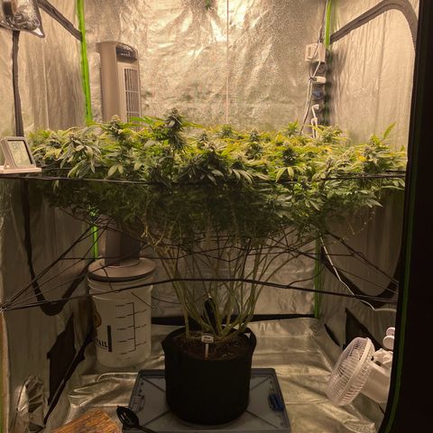 Blue Dream growlog photo: She starting to put on some weight but I’m still having nutrient issues. Pretty sure she’s underfed 