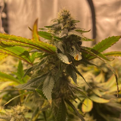 Blue Dream growlog photo: She starting to put on some weight but I’m still having nutrient issues. Pretty sure she’s underfed 