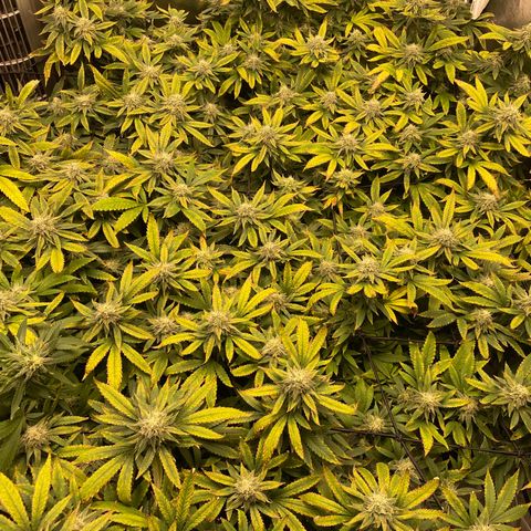 Blue Dream growlog photo: She starting to put on some weight but I’m still having nutrient issues. Pretty sure she’s underfed 