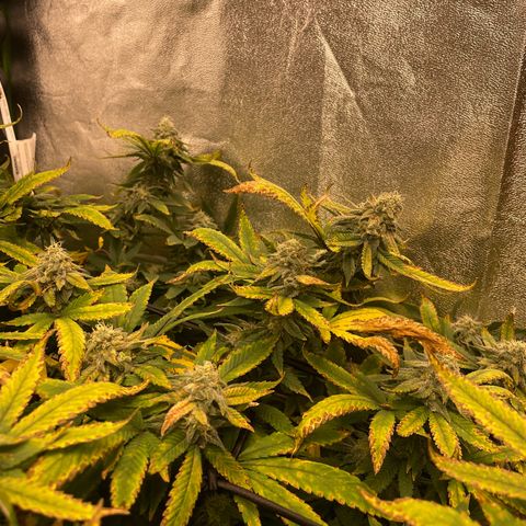 Blue Dream growlog photo: Buds are starting to get so big they’re falling over. So that’s awesome
