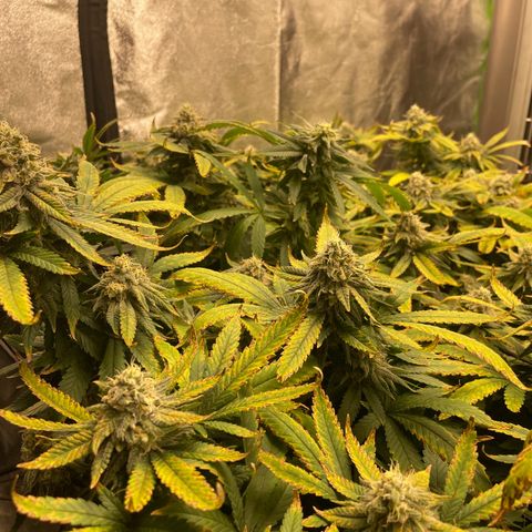 Blue Dream growlog photo: Buds are starting to get so big they’re falling over. So that’s awesome