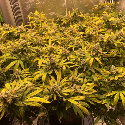 Blue Dream growlog photo: Today is the last day of Week 7 of flower. I haven’t done the big flush yet, but that’s because I’ve been fighting nutrient deficiencies for so long. I think that she’s just TOO big for a 5 gallon pot. Another lesson learned