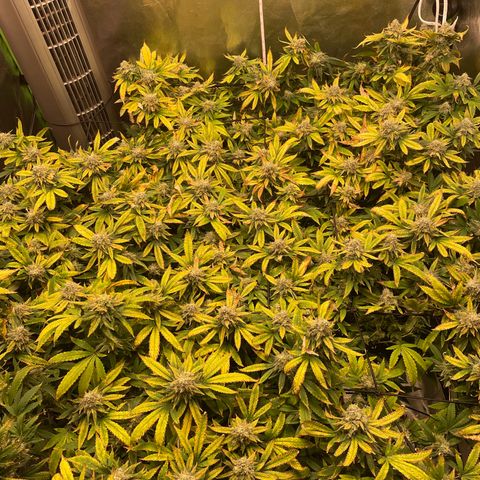 Blue Dream growlog photo: Today is the last day of Week 7 of flower. I haven’t done the big flush yet, but that’s because I’ve been fighting nutrient deficiencies for so long. I think that she’s just TOO big for a 5 gallon pot. Another lesson learned