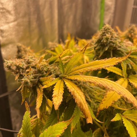 Blue Dream growlog photo: We’re into week 10 now. Trichromes still not showing as much amber as I’d like. Either way, lights go out and water stops on Friday. Going to chop after the weekend