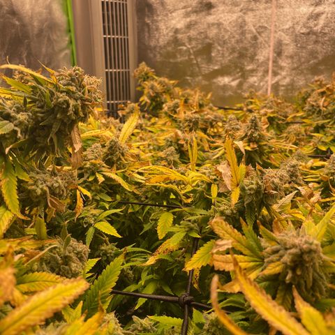 Blue Dream growlog photo: We’re into week 10 now. Trichromes still not showing as much amber as I’d like. Either way, lights go out and water stops on Friday. Going to chop after the weekend