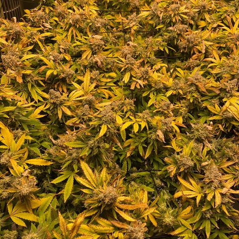 Blue Dream growlog photo: We’re into week 10 now. Trichromes still not showing as much amber as I’d like. Either way, lights go out and water stops on Friday. Going to chop after the weekend
