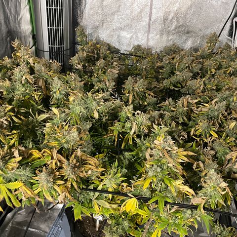 Blue Dream growlog photo: She got 2.5 days of darkness and wasn’t watered (on purpose, trying someone else’s theory). Now she’s hanging to dry. Using the tent this time