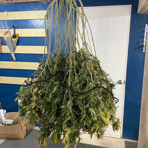 Blue Dream growlog photo: She got 2.5 days of darkness and wasn’t watered (on purpose, trying someone else’s theory). Now she’s hanging to dry. Using the tent this time