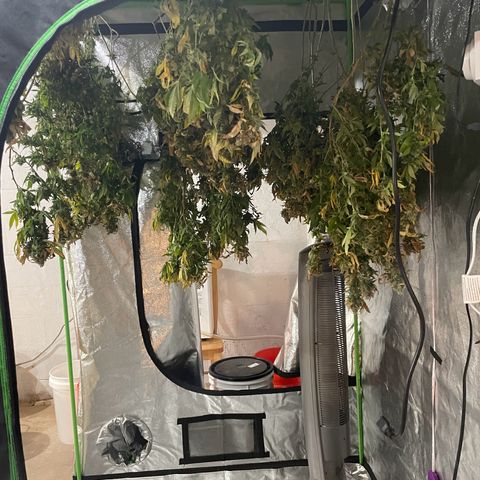 Blue Dream growlog photo: She got 2.5 days of darkness and wasn’t watered (on purpose, trying someone else’s theory). Now she’s hanging to dry. Using the tent this time
