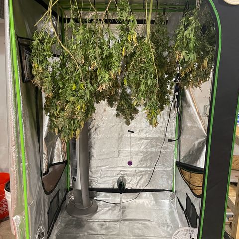 Blue Dream growlog photo: She got 2.5 days of darkness and wasn’t watered (on purpose, trying someone else’s theory). Now she’s hanging to dry. Using the tent this time