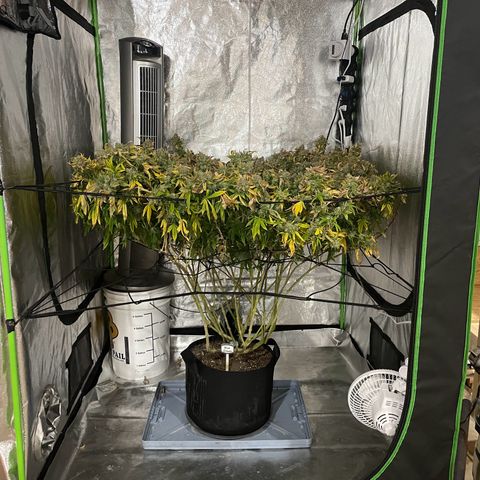 Blue Dream growlog photo: She got 2.5 days of darkness and wasn’t watered (on purpose, trying someone else’s theory). Now she’s hanging to dry. Using the tent this time