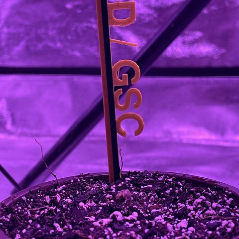 BD/GSC growlog timeline photo