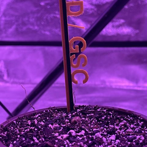 BD/GSC growlog timeline photo