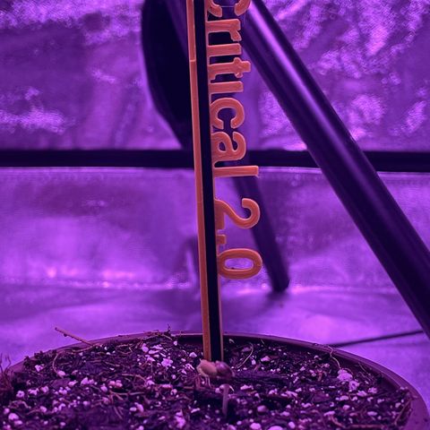 Critical 2.0 Auto growlog timeline photo