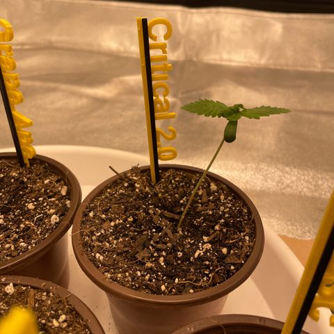 Critical 2.0 Auto growlog timeline photo