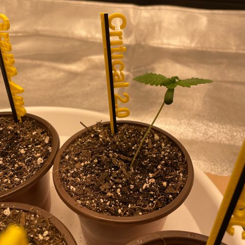Critical 2.0 Auto growlog timeline photo