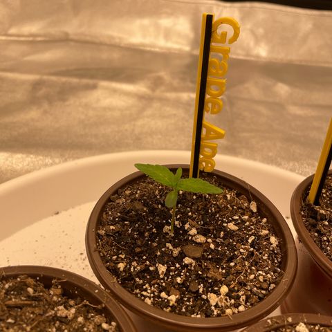 Grape Ape growlog timeline photo