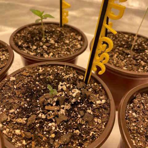 BD/GSC growlog timeline photo