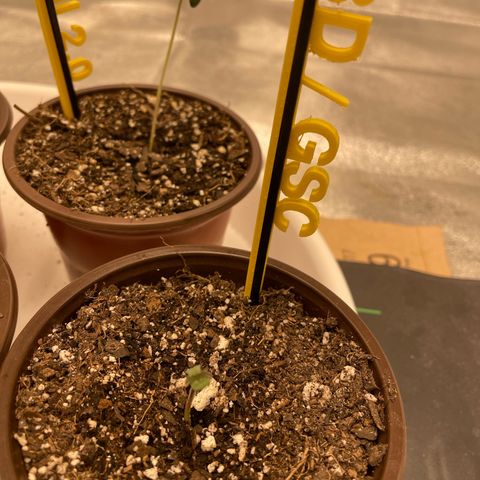 BD/GSC 2 growlog timeline photo