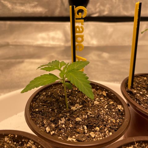 Grape Ape growlog timeline photo