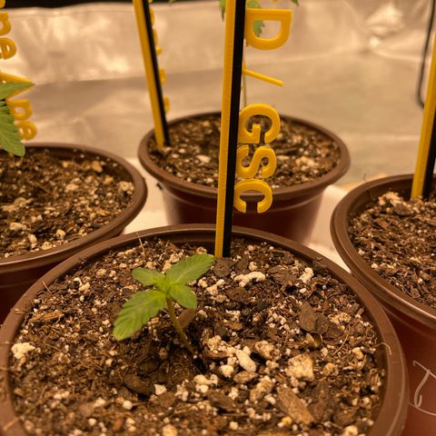 BD/GSC growlog timeline photo