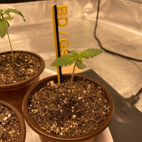 BD/GSC 2 growlog timeline photo