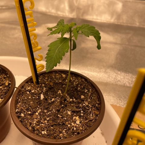 Critical 2.0 Auto growlog timeline photo