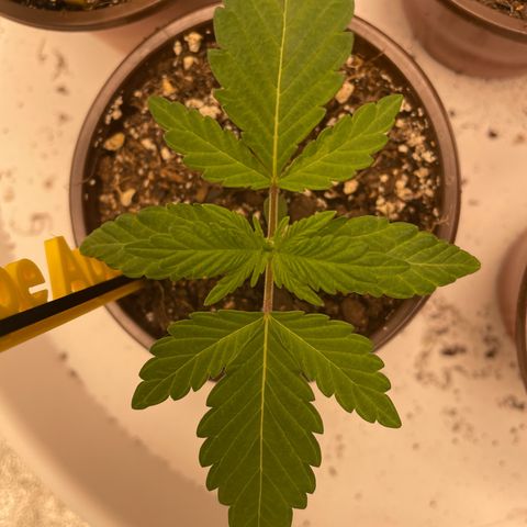 Grape Ape growlog timeline photo