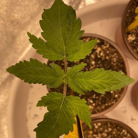 Critical 2.0 Auto growlog timeline photo