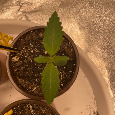 BD/GSC 2 growlog timeline photo