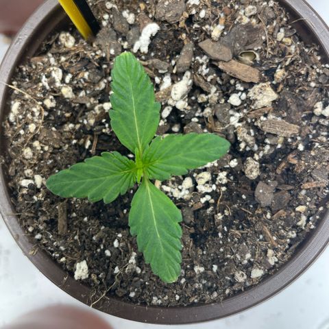 BD/GSC growlog timeline photo