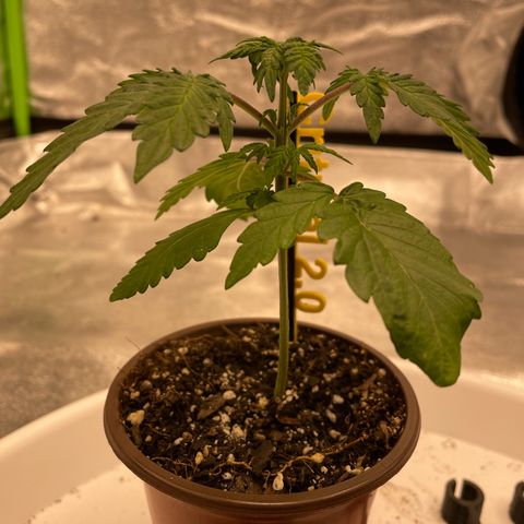 Critical 2.0 Auto growlog timeline photo