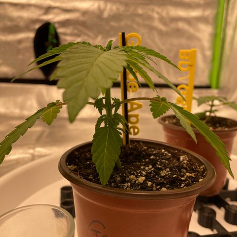 Grape Ape growlog timeline photo