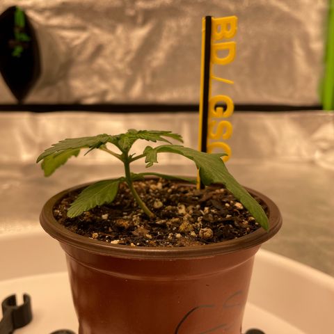 BD/GSC growlog timeline photo