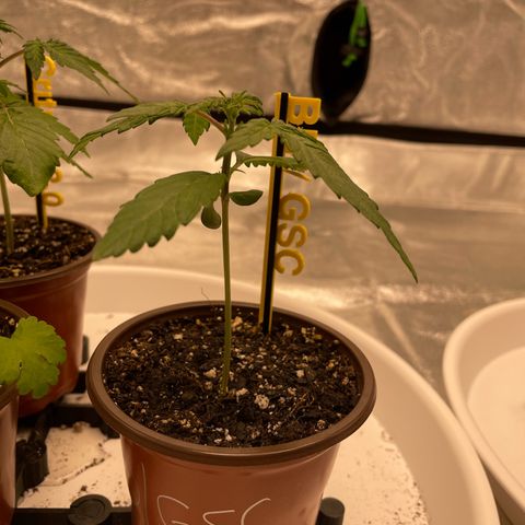 BD/GSC 2 growlog timeline photo